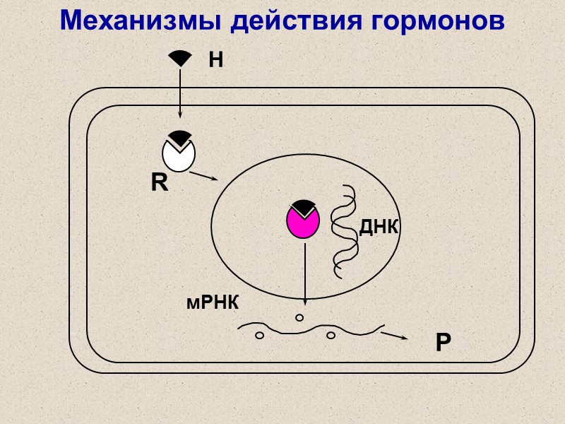 Механизмы действия гормонов H R ДНК P мРНК